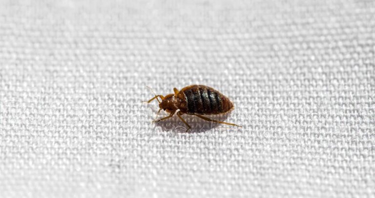 what kills bed bugs instantly Uk