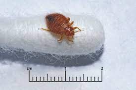 How Do You Get Bed Bugs Uk